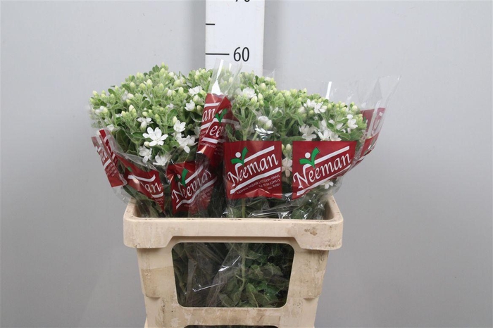 <h4>Oxy Co Perf Whi Harm</h4>