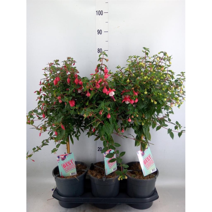 <h4>Fuchsia   ...</h4>