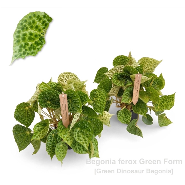 Begonia ferox Green Form 14cm [Green Dinosaur Beg] *NEW*