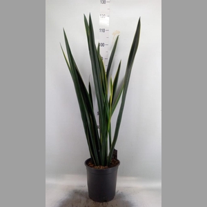 Sansevieria   ...