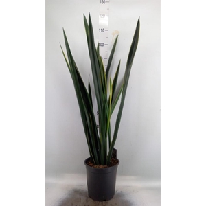 Sansevieria   ...