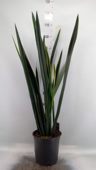 <h4>Sansevieria ...</h4>