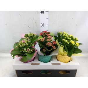 Arr.   Planten L%