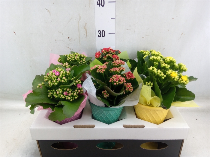 <h4>Arr.   Planten L%</h4>