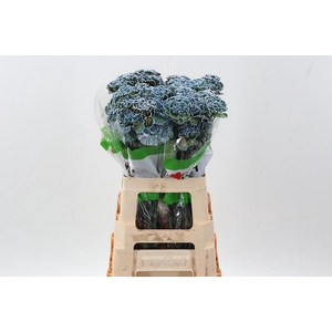 Di St Tinted Cameleon