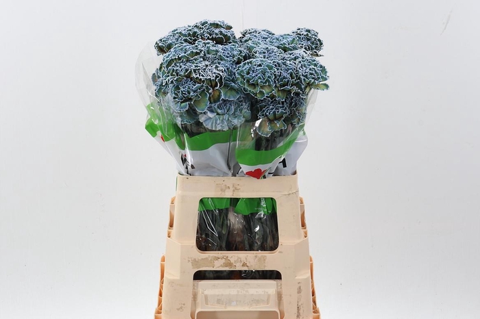 <h4>Di St Tinted Cameleon</h4>