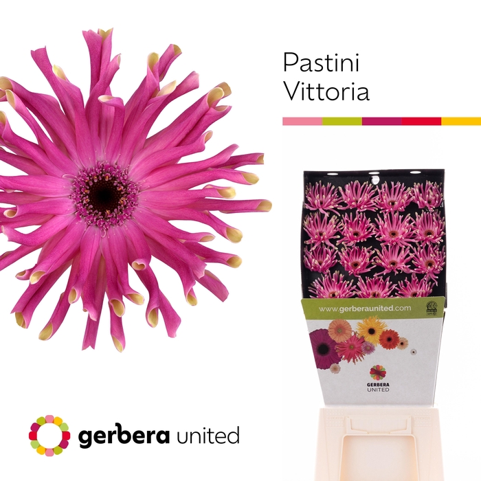 <h4>Gerbera Pastini Vittoria Diamond per kaart</h4>