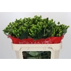 Hypericum Jungle Romance Spray
