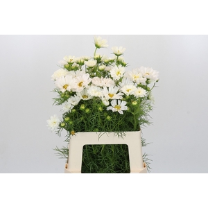 Cosmos White