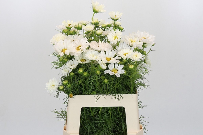Cosmos White