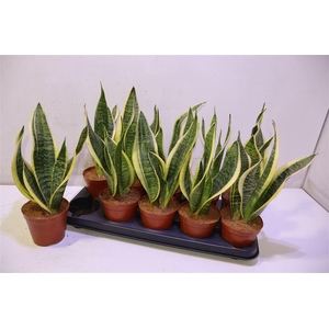 arr8 Sansev Futura Superb