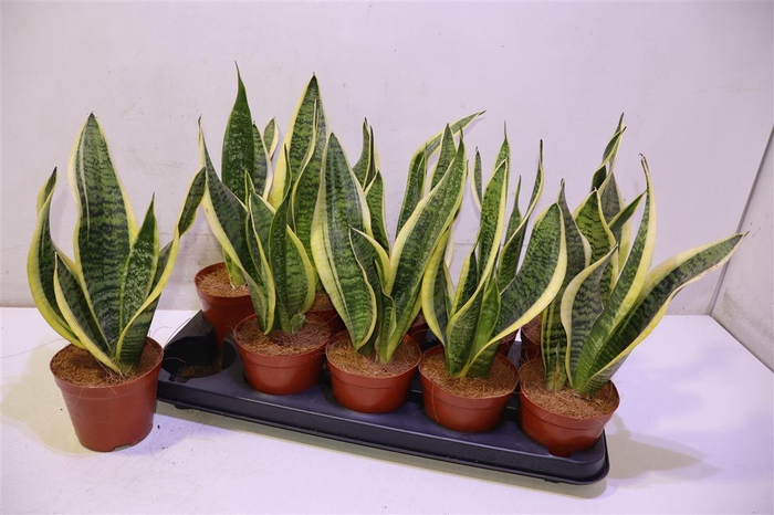 <h4>arr8 Sansev Futura Superb</h4>