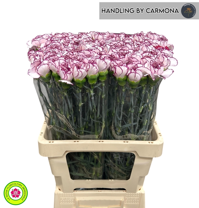 <h4>DI ST MUDAH</h4>