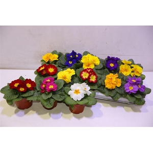 arr8 Prim Acaulis Gemengd