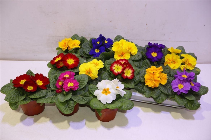 <h4>arr8 Prim Acaulis Gemengd</h4>