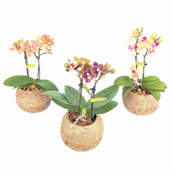 <h4>Kokodama 12 cm Orchid 2 tak (No string)</h4>