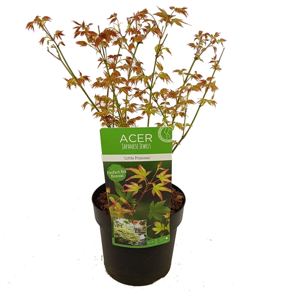 <h4>Acer palm. 'Little Princess'</h4>