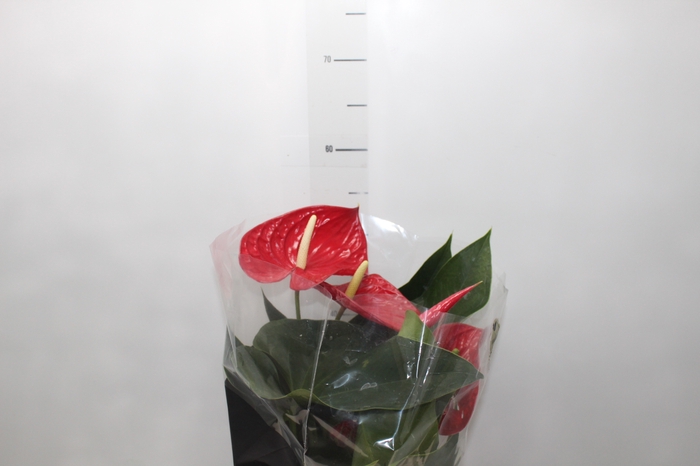 <h4>ANTHURIUM MICHIGAN P17 PREMIUM</h4>