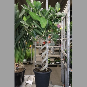 Ficus Beng Audrey