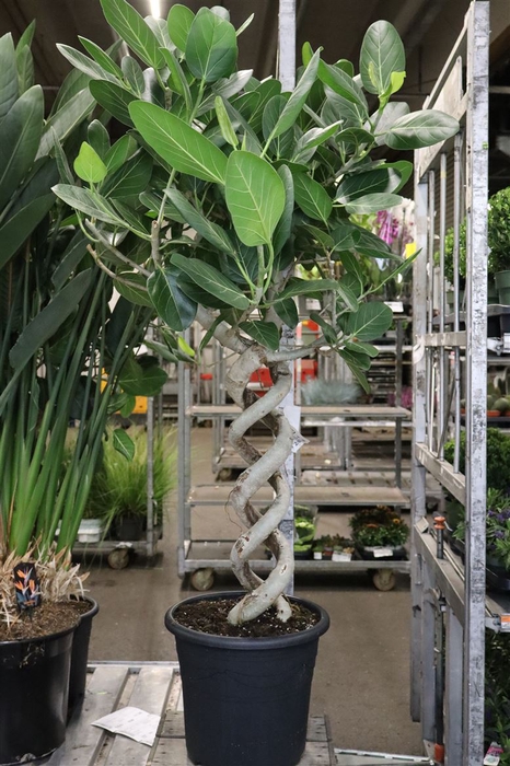 <h4>Ficus Beng Audrey</h4>