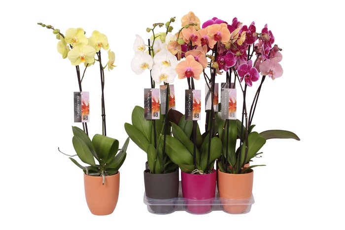 <h4>Phalaenopsis mix, 2-spike Anthracite, Purple and Orange Ceramics</h4>