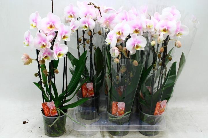 <h4>PHAL EL CASCADE</h4>