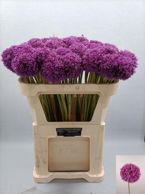 ALLIUM GIGANTEUM