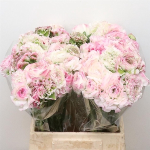 Ran Ponpon Fantastico White Pink Extra