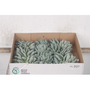 Echeveria Elegans X20