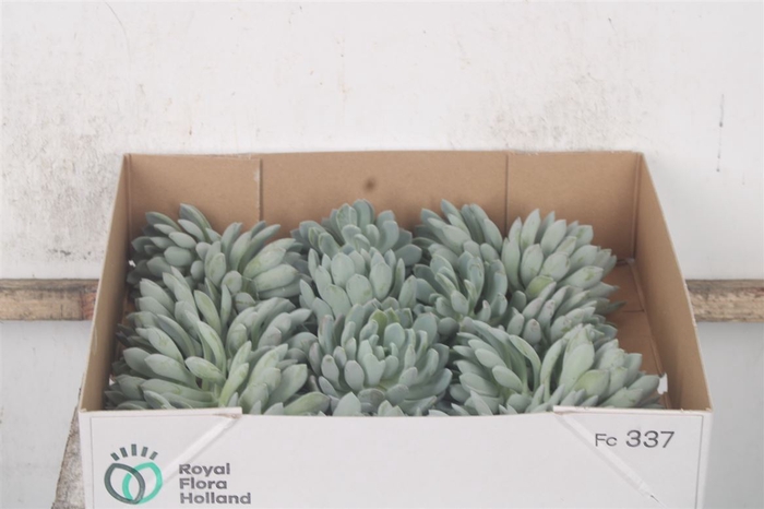 <h4>Echeveria Elegans X20</h4>