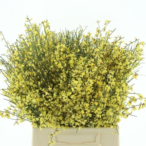 Ginster Baffi Yellow 400 Gr