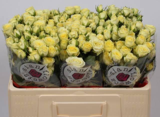 <h4>R TR WEDDING INVITE</h4>