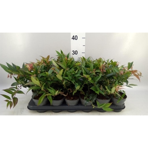 Leucothoe axillaris 'Zeblid'