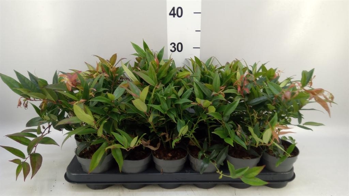Leucothoe axillaris 'Zeblid'