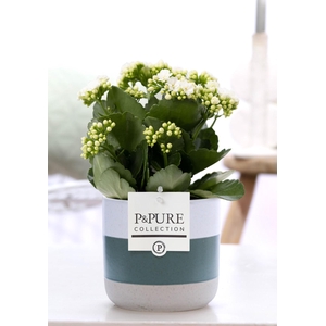 Kalanchoe white in P&PURE Lauren ceramics