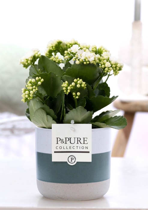 <h4>Kalanchoe white in P&PURE Lauren ceramics</h4>