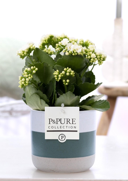 <h4>Kalanchoe white in P&PURE Lauren ceramics</h4>