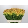 Leucadendron Goldstrike