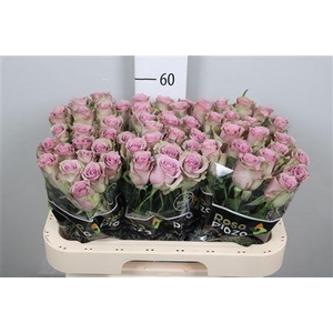 R Gr Samantha Bridal