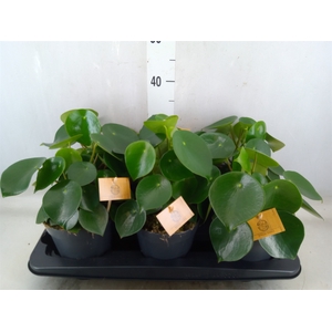 Peperomia polybotrya 'Raindrop'