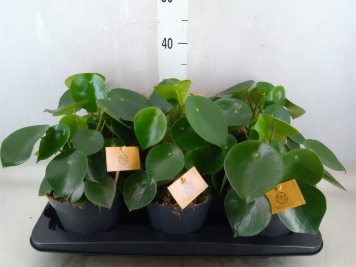 <h4>Peperomia polybotrya 'Raindrop'</h4>