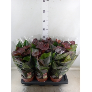 Anthurium andr. 'Essencia'