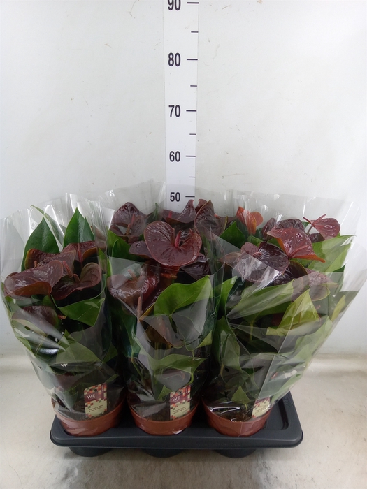 <h4>Anthurium andr. 'Essencia'</h4>