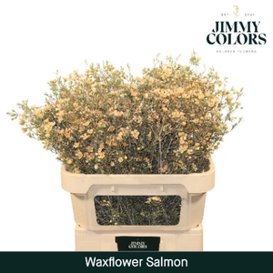 Waxflower premium L80 Klbh. Zalm