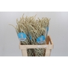 Amaranthus Yearming Desert
