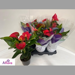 ANTHU AN BAMBINO RED