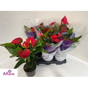 ANTHU AN BAMBINO RED