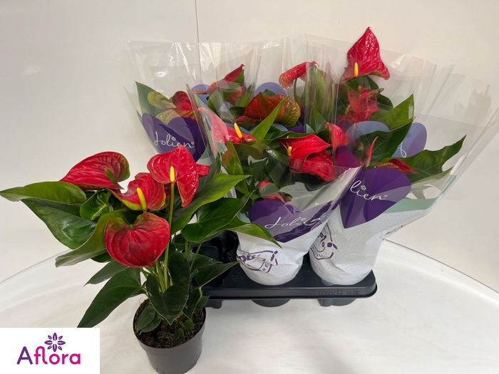 <h4>ANTHU AN BAMBINO RED</h4>