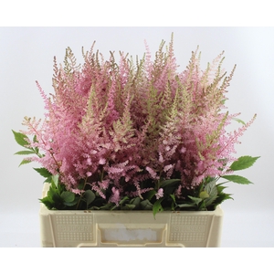 Astilbe Erika