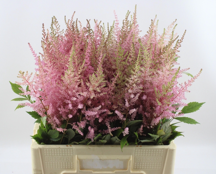 <h4>Astilbe Erika</h4>